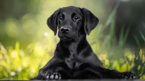 Getty Images Gambar stok anak anjing Labrador hitam tampan