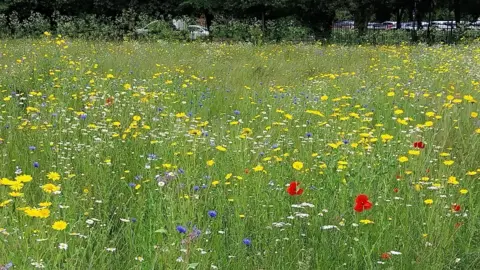City of York Council Wildflowers in Clarence Gardens