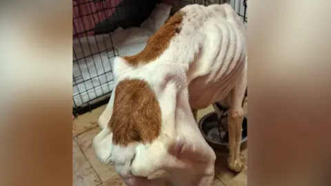 Worcestershire Regulatory Services A behind of a white and brown lurcher that has hip bones and leg bones protruding from its body.