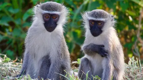 Two vervet monkeys - small with pale fur and black faces - pictured in the grass