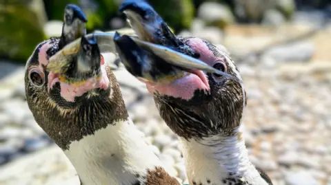 Bournemouth Oceanarium Two black, white and pink penguins eating a silver fish.
