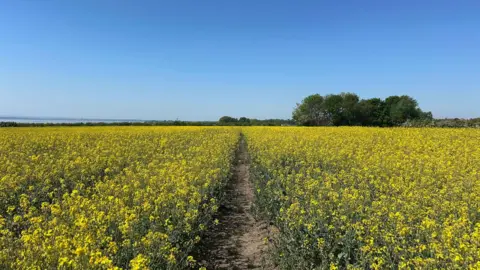 A narrow footpath leads through a field of yellow Rapeseed set against a blue sky on a sunny day. It leads to an area of trees directly ahead. To the left is the River Mersey.