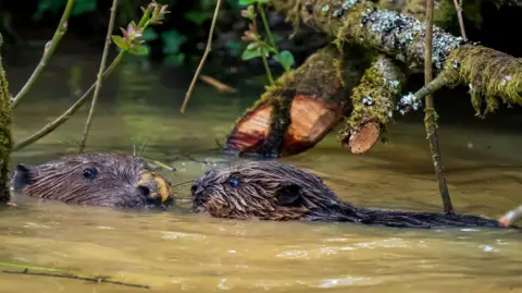 Two beavers, in brownish water, facing each other. There are tree branches above them.