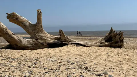 Guy Campbell/BBC Bleached tree trunk lying on sand and stones at Covehithe beach