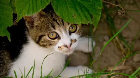 Getty Images A tortoiseshell cat with mainly white fur is looking out from underneath a shady bush.