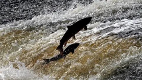 PA Atlantic salmon try to make their way up stream.