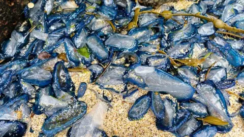 Friends of Portheras By-The-Wind-Sailors