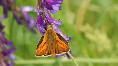 Getty Images A Large Skipper Butterfly perching on a flower. It is an orange and brown butterfly on a purple flower.