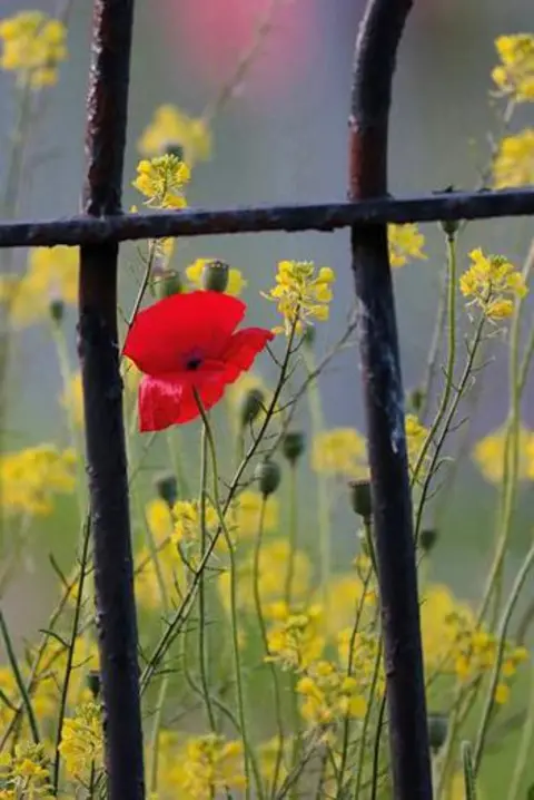 Gabriela Hamza Poppy