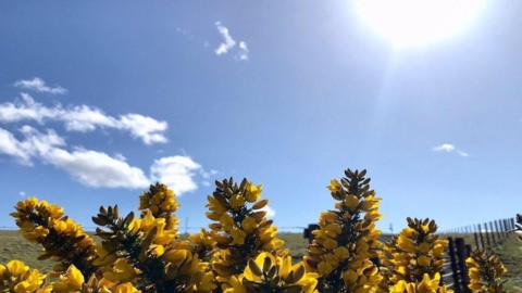 Bright blue sky with the sun to the right and yellow gorse flowers at the front