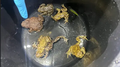 Five green toads of different sizes in a black bucket