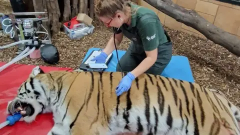 Marwell Zoo Amur tiger, Bagai