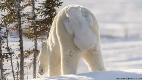 Daisy Gilardini/ Barcroft Media Polar bears