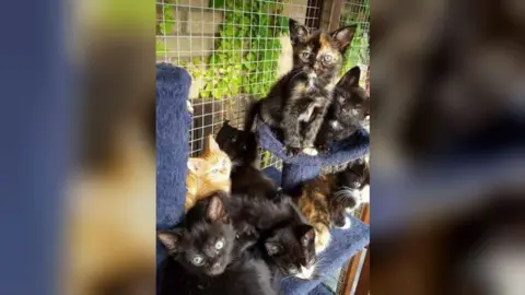 Cats Protection Kittens at Cats Protection in Peterborough