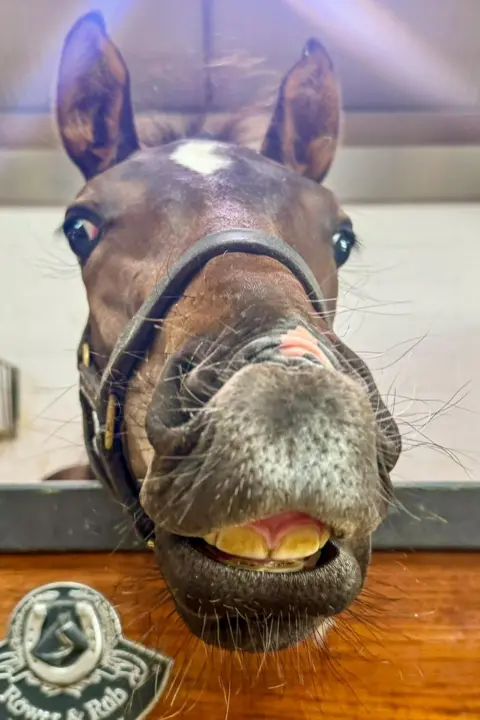 Victoria Gill  A young foal in a stable 