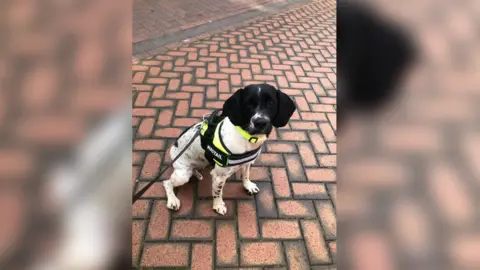 East Riding of Yorkshire Council A black and white spaniel dog with a black and yellow harness on attached to a lead held by the person taking the photo. The dog is sat on a brick pavement and is looking at the camera.