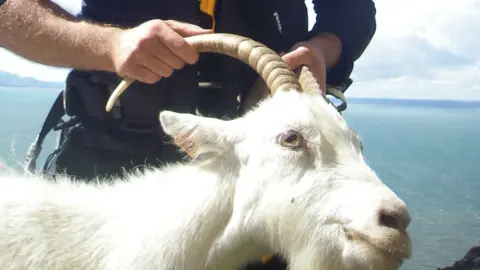 RSPCA Cymru Goat