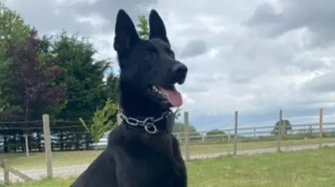 North Yorkshire Police Enzo, a black German Shepherd dog with a thick silver chain collar sits on a concrete slab, in a grassy field.