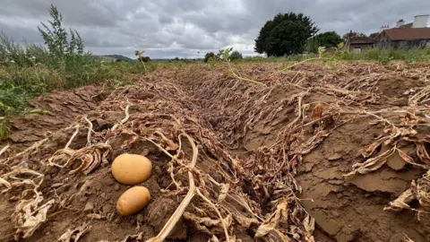 A field of brown crops with two small potatoes in the foreground.