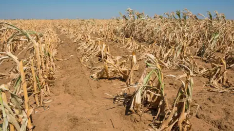 A dried out field of maize corn plants with red-brown coloured earth and wilting plants.