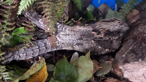 Doolittle's Wildlife Rescue The nightjar resting in plastic crate at the rescue centre. The crate has been decorated with lots, leaves and ferns to make the bird feel comfortable.