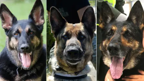 BBC Composite of three German Shepherd dogs