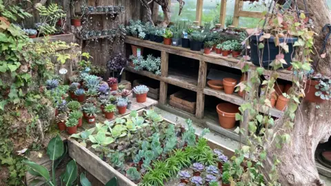 Rows of colourful succulent plants in Ruth's shop - The Houseplant Place