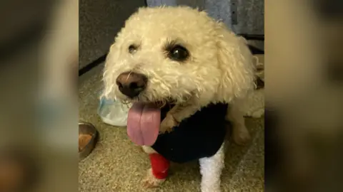 Pennard Vets A white Bichon Frise in a black jumper with a red bandage around one of its legs.