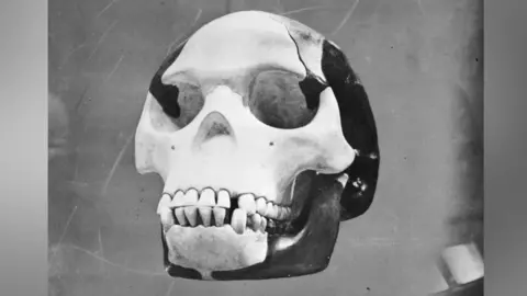Getty The reconstructed Piltdown skull on display at the Natural History Museum. 