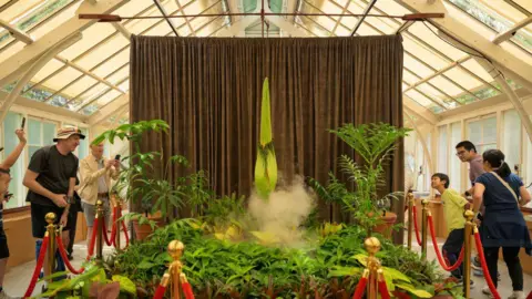 Getty Images A crowd of people looking at a tall spiky plant placed behind a red velvet rope and in front of a brown curtain.