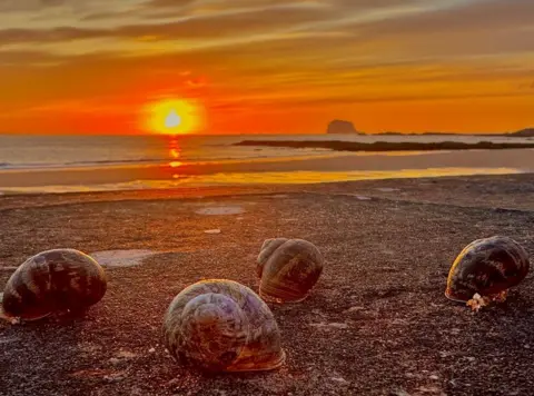 Pat Christie snails on the beach