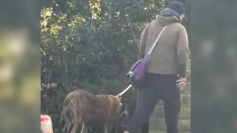 The back of a man walking a brown dog on a lead. A hedge and a wall is in the background. 