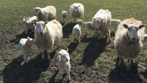 Alan Jones Lambs enjoy the sunshine near Llandudno, Conwy county