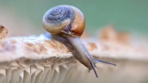 Snail on a mushroom