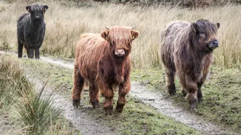 Louise Love Three Highland cows walk down a muddy and grassy path