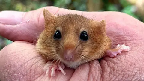 PA Media A close up of a brown Hazel Dormouse being tightly held.