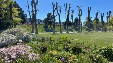 Canterbury City Council Spring flowers in the foreground with a sloping lawn and rows of pollarded trees in Dane John Gardens, Canterbury.