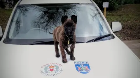 Hants Police Dogs Police dog
