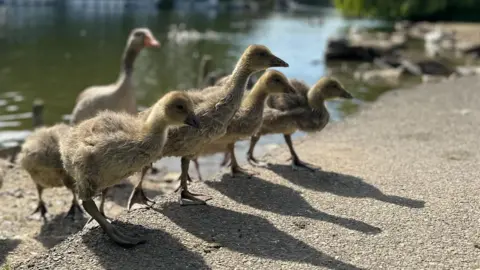 A line of fluffy goslings in the foreground leaving the watcher and climbing onto a concrete surface, with an adult goose out of focus in the background. It is a sunny day. 