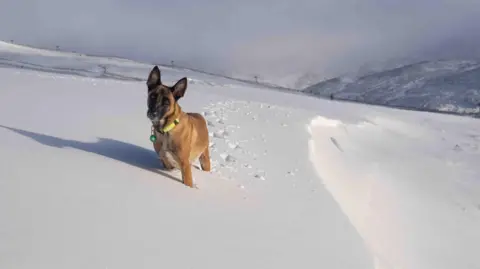 The dog is light brown with a darker face. Its ears are up and alert, listening to its owner's instructions. It is standing on a gentle slope covered in deep snow. The dog has left footprints behind it. There is a ski life and snow-covered mountains in the background.