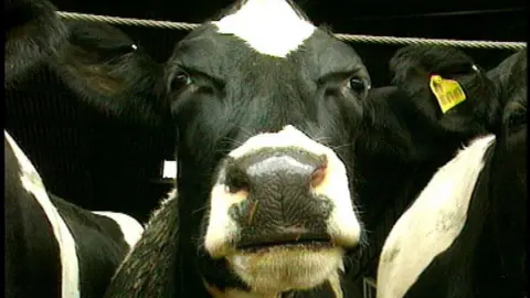 VT Freeze Frame A cow