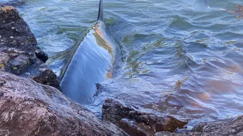 British Divers Marine Life Rescue A photo of the whale