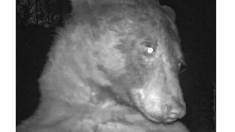 Open Space and Mountain Parks Bear on camera in Colorado