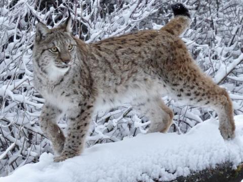 Wildlife: These zoo animals have been playing in the snow - CBBC Newsround