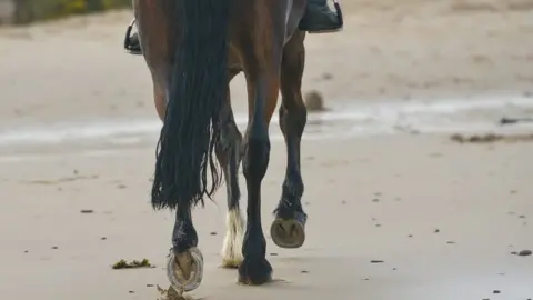 Horse on beach
