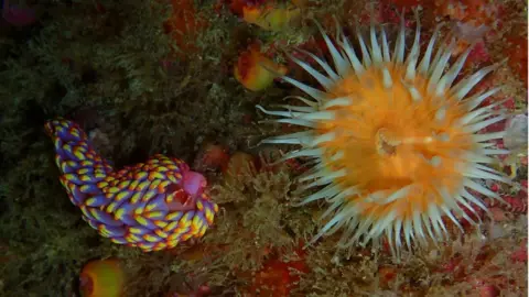 Allen Murray Sea Slug