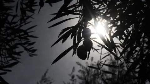 Getty Images A close up of a Spanish olive