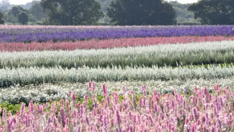 Shropshire Festivals Shropshire Petals