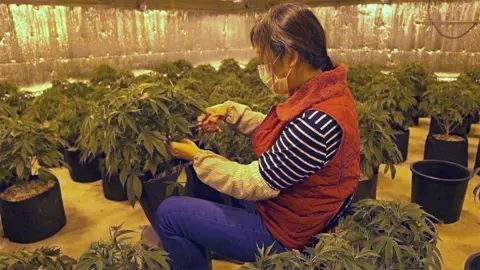 BBC A Chinese worker trims a marijuana plant at Aaron's cannabis farm in Oklahoma