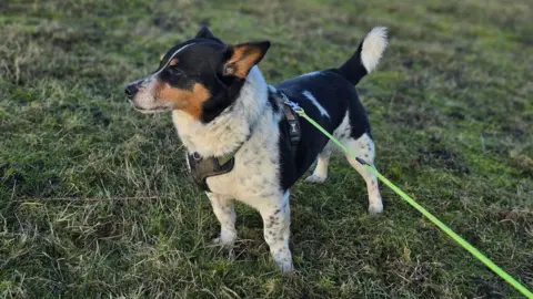 Dorota Gruszczynska A corgi cross, brown, black and white dog, looking to the left, with a harness on with a green lead.